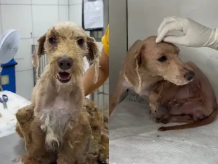 Um cachorro feliz ao lado de um rádio estação plus